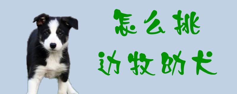 如何挑边牧幼犬
