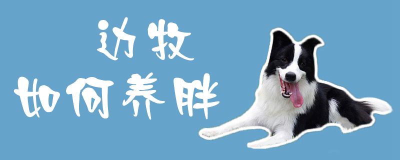 边牧怎么样养胖