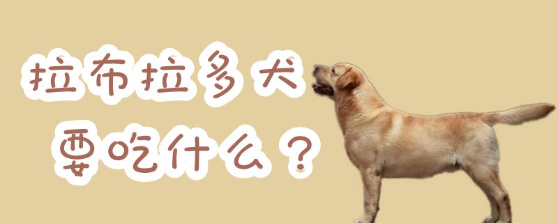 拉布拉多犬要吃那些