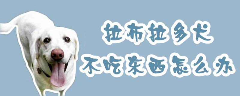 拉布拉多犬不吃东西如何解决