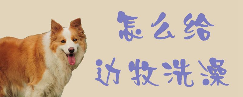 如何给边牧洗澡