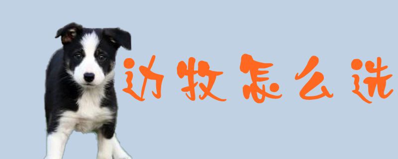 边牧如何选