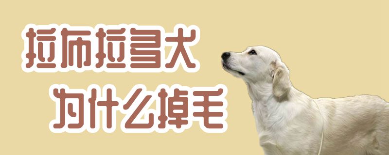 拉布拉多犬为何掉毛