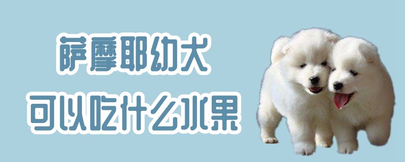 萨摩耶幼犬可以吃那些水果