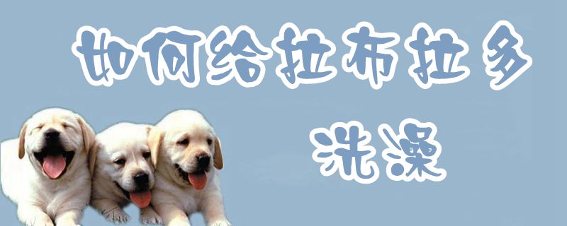 怎么样给拉布拉多洗澡