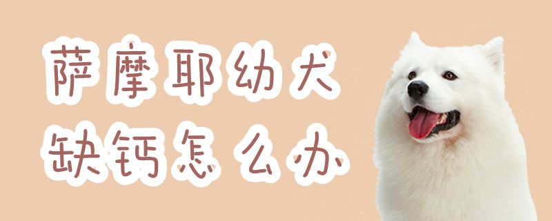 萨摩耶幼犬缺钙如何解决