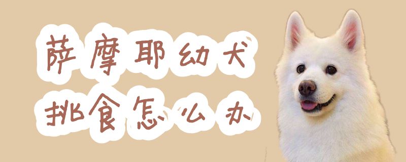 萨摩耶幼犬挑食如何解决