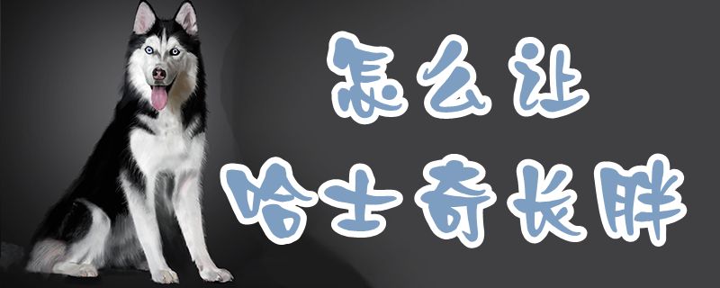 如何让哈士奇长胖