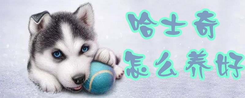 哈士奇如何养好