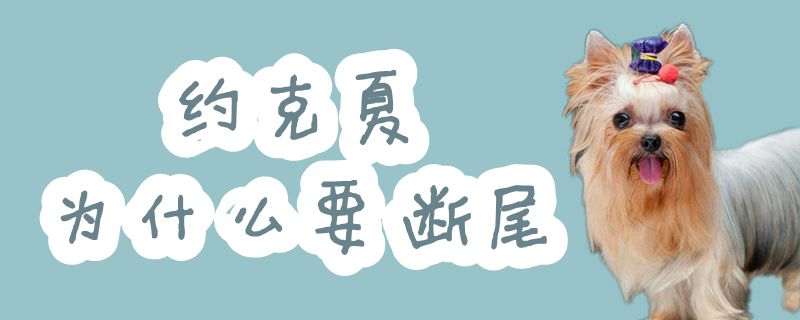 约克夏为何要断尾