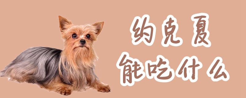 约克夏可以吃什么