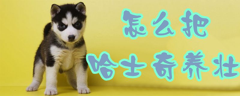 如何把哈士奇养壮