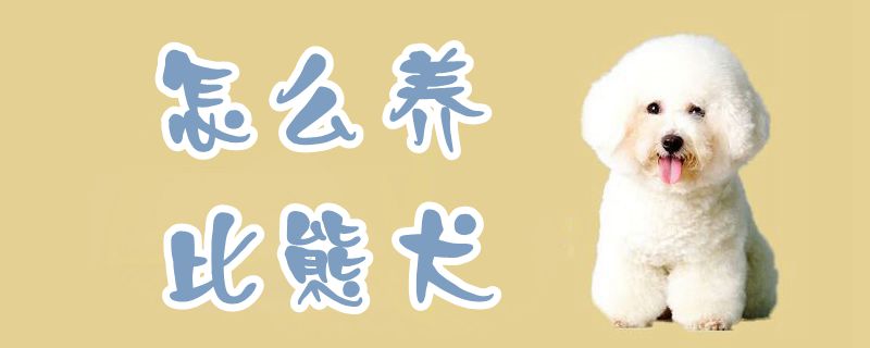 如何养比熊犬