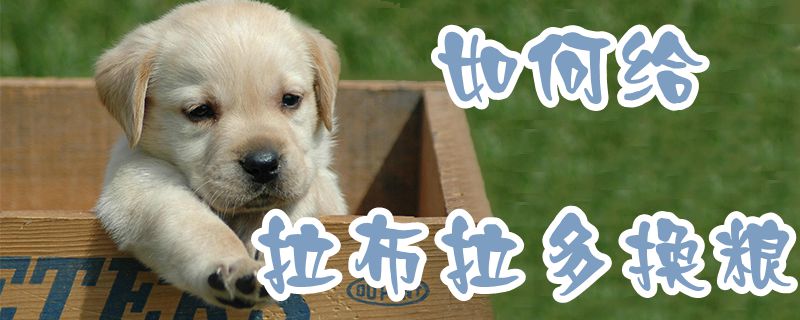 怎么样给拉布拉多换粮