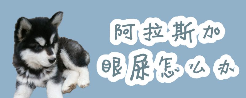 阿拉斯加眼屎如何解决