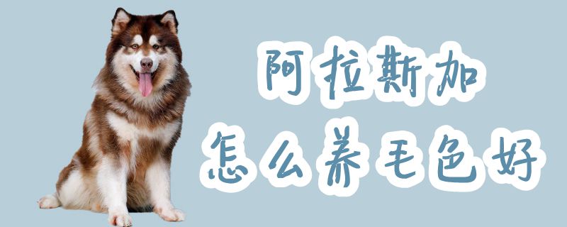 阿拉斯加如何养毛色好