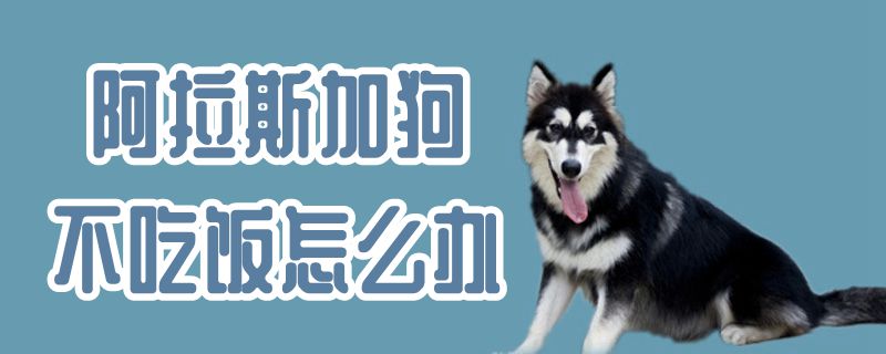 阿拉斯加狗不吃饭如何解决