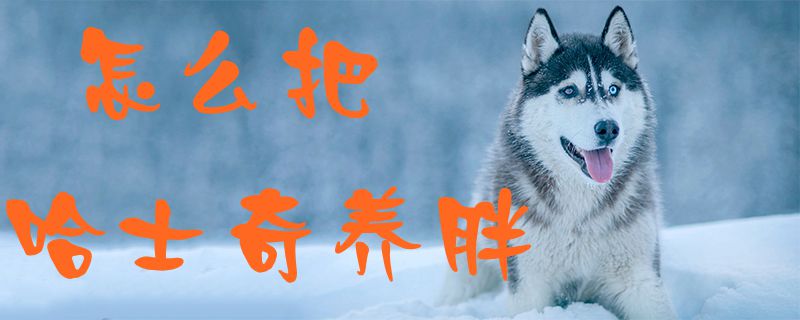 如何把哈士奇养胖