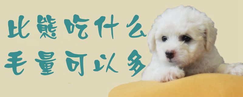 比熊吃什么毛量可以多-第1张图片 比熊吃什么毛量可以多-第1张图片