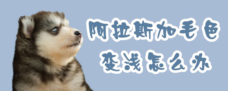 阿拉斯加毛色变浅如何解决