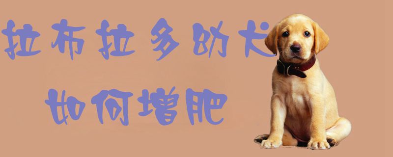 拉布拉多幼犬怎么样增肥