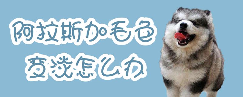 阿拉斯加毛色变淡如何解决