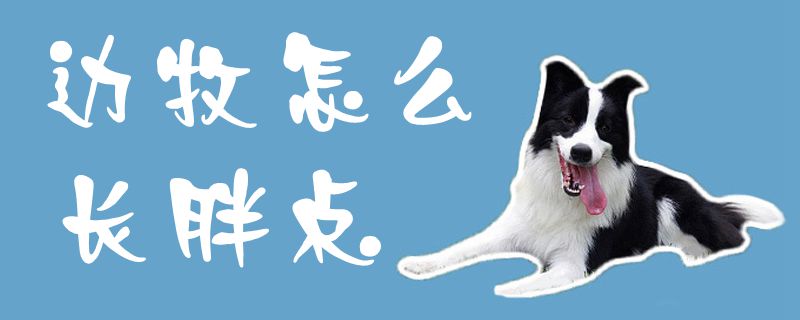 边牧如何长胖点