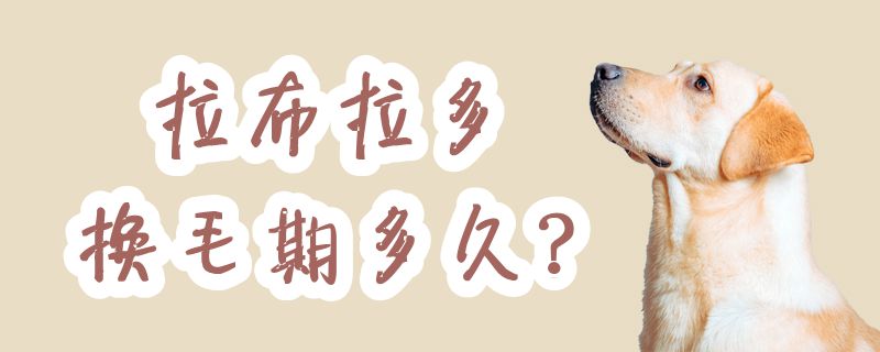 拉布拉多换毛期多长时间