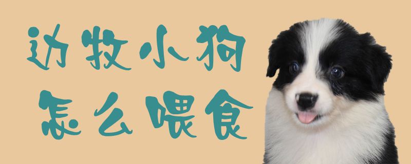 边牧小狗如何喂食