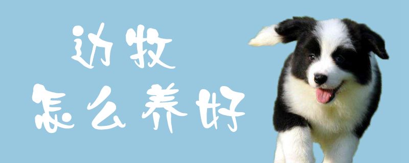 边牧如何养好