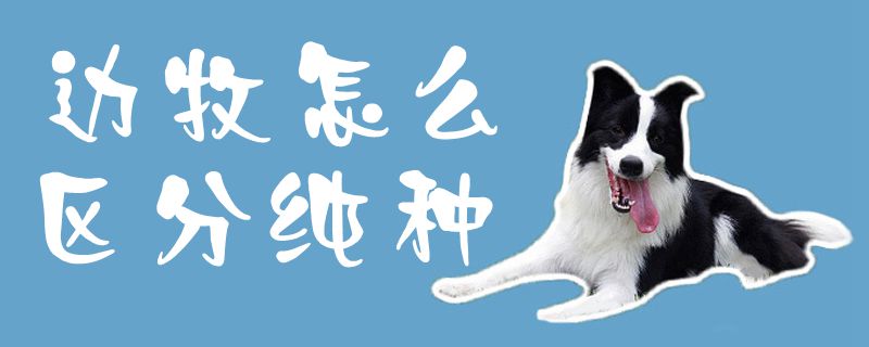 边牧如何区别纯种