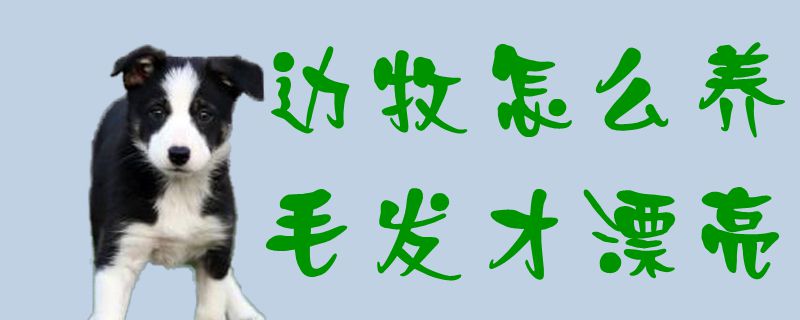 边牧如何养毛发才漂亮