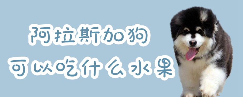 阿拉斯加狗可以吃那些水果
