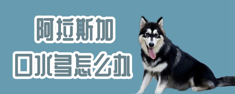 阿拉斯加口水多如何解决