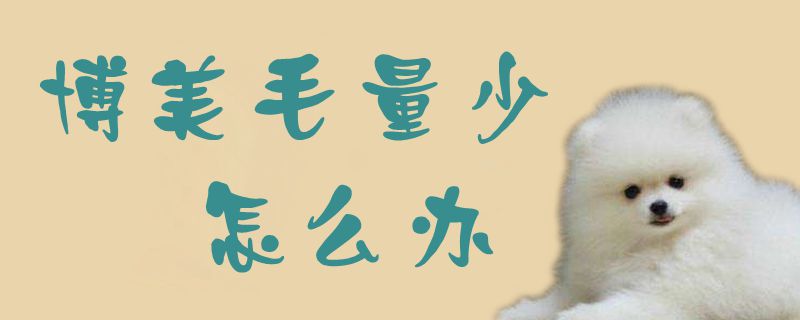 博美毛量少如何解决