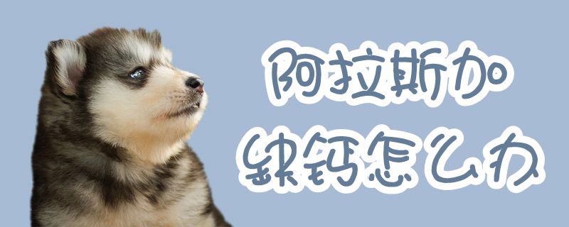 阿拉斯加缺钙如何解决