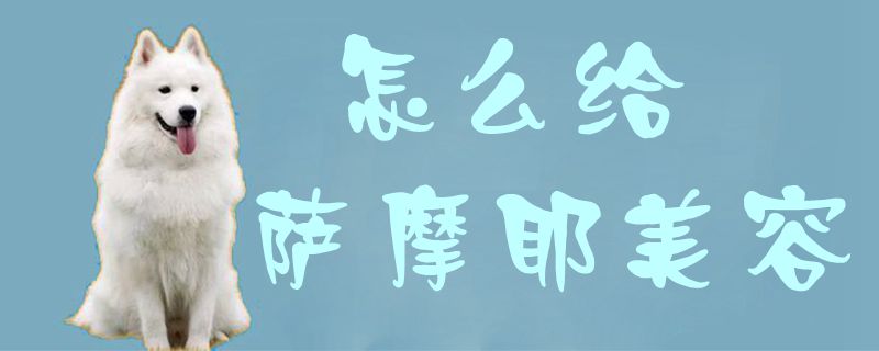 如何给萨摩耶美容