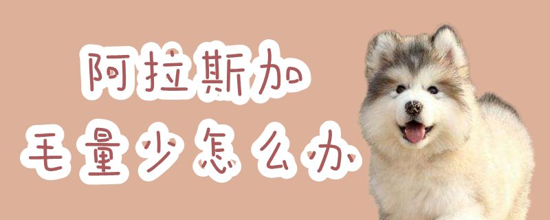 阿拉斯加毛量少如何解决