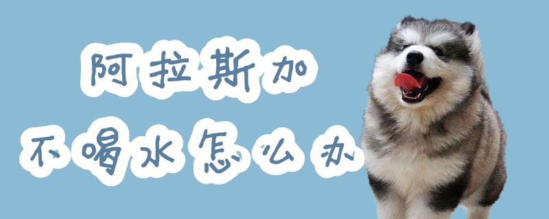 阿拉斯加不喝水如何解决