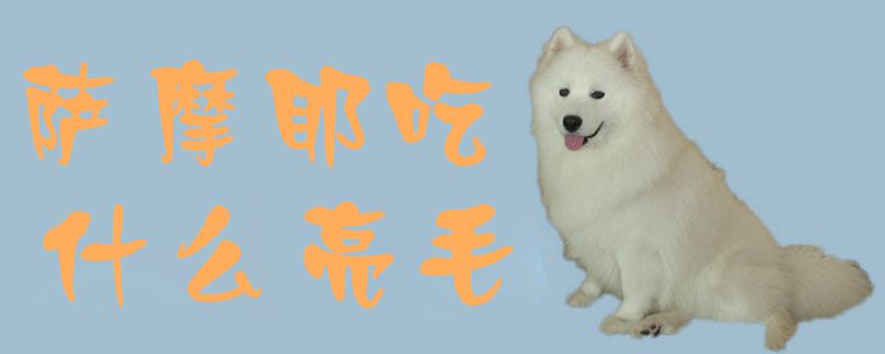 萨摩耶吃那些亮毛