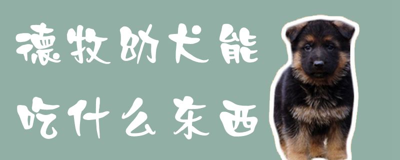 德牧幼犬能吃什么东西1