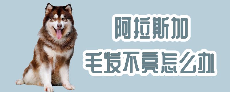 阿拉斯加毛发不亮如何解决