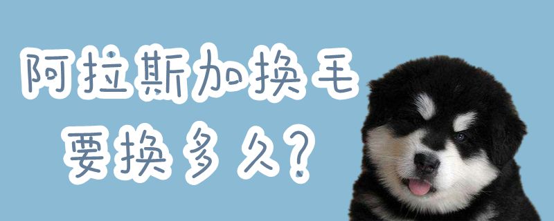 阿拉斯加换毛要换多长时间