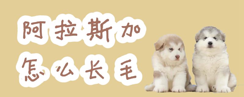 阿拉斯加如何长毛