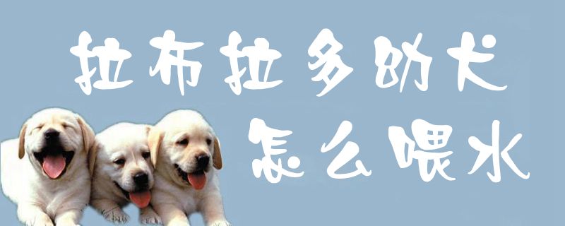 拉布拉多幼犬如何喂水