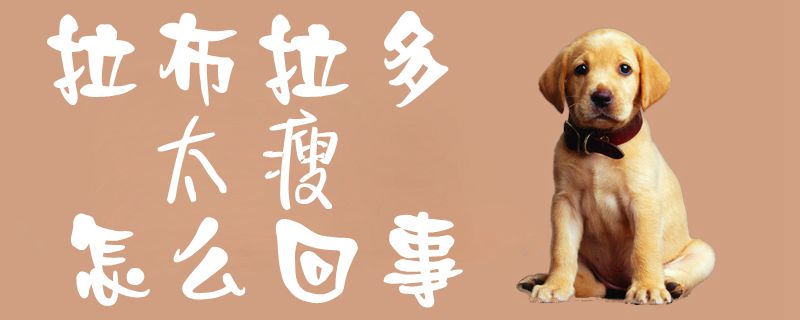 拉布拉多太瘦什么问题