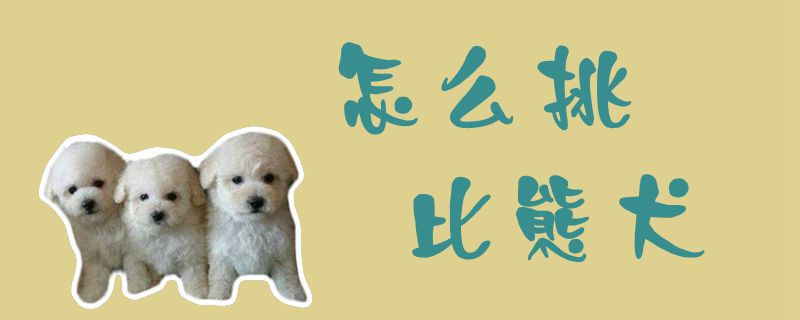 如何挑比熊犬