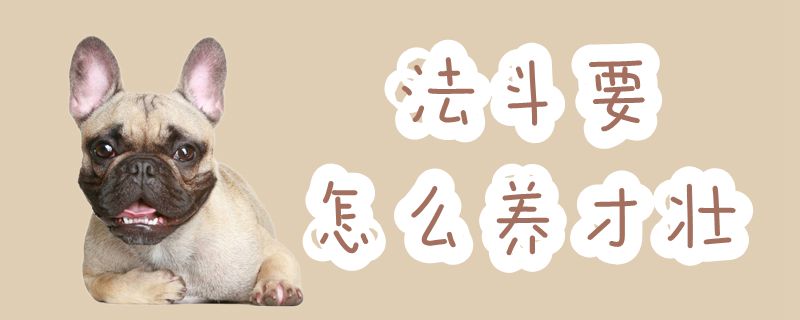 法斗要如何养才壮