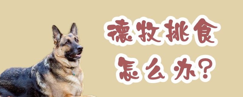 德牧挑食如何解决