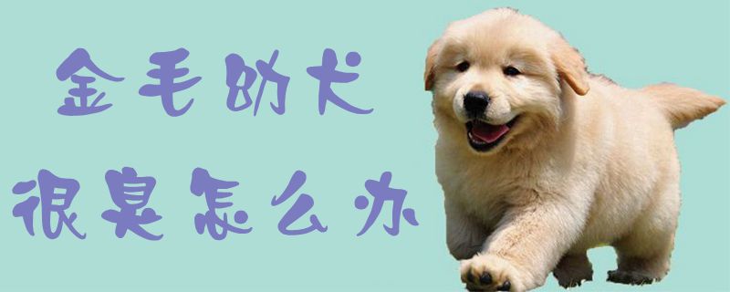 金毛幼犬非常臭如何解决